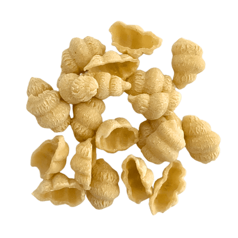 Image of Shell pasta